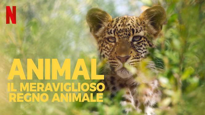Animal: il meraviglioso regno animale